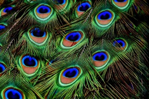 peacock-feathers-3013486_1280